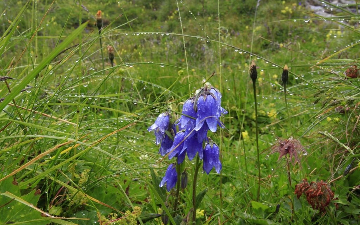 When the rain transforms the most inconspicuous grasses into a magical world of pearls! All pictures were taken today, 20.07.!