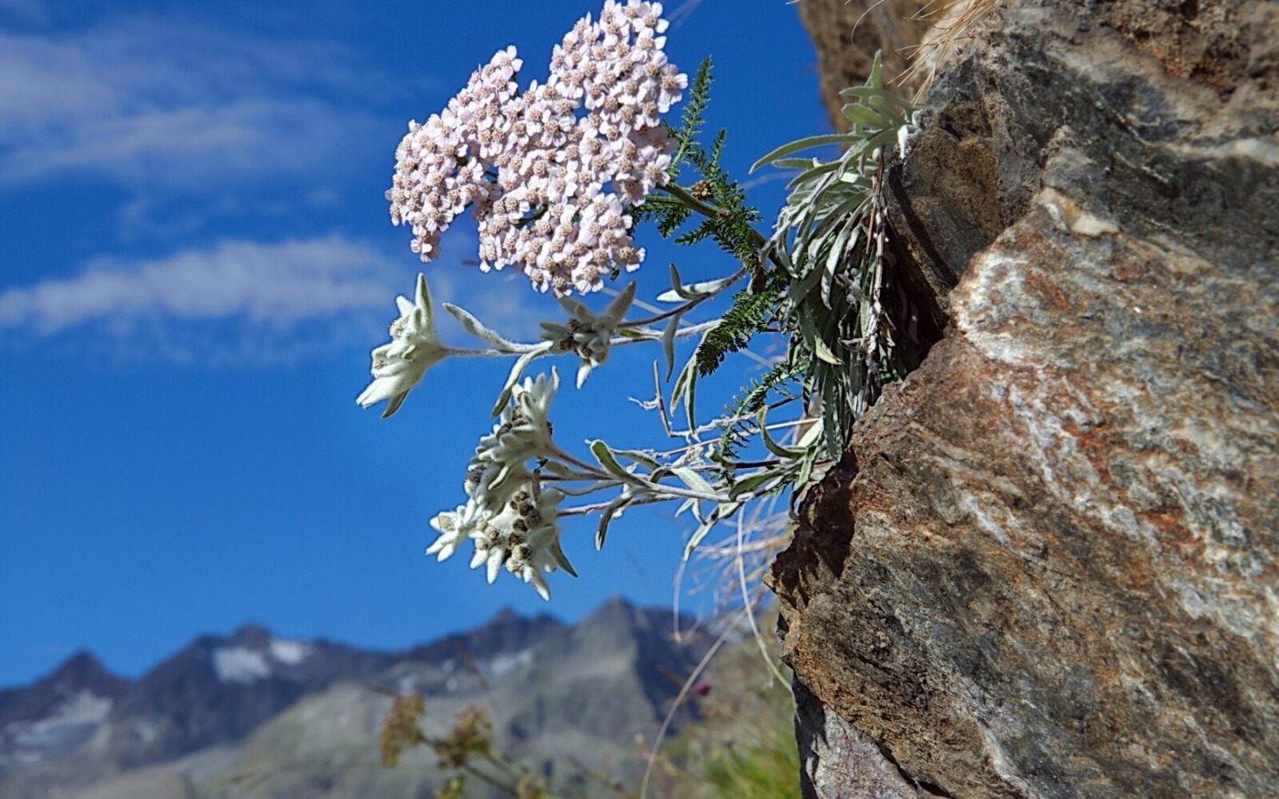Via ferrata Edelweiss
