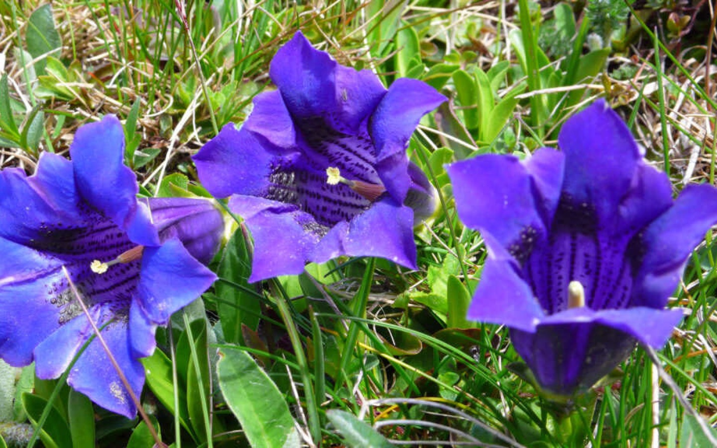IL RIFUGIO È APERTO; attualmente una fioritura fantastica lungo il sentiero d'accesso al rifugio.